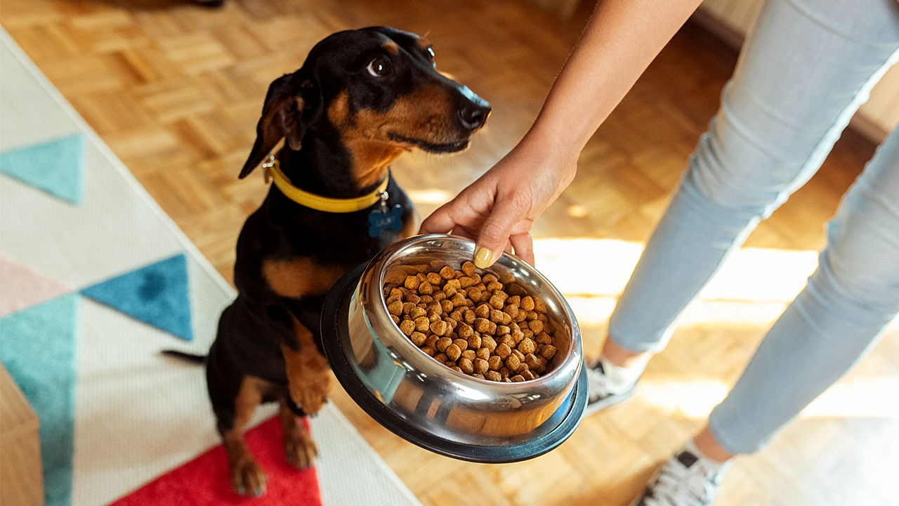 FDA announces recall of Elite Treats dog treats over salmonella concerns