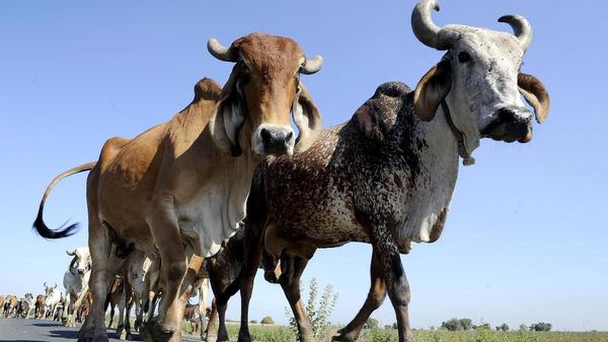 India's first ‘cow culture’ museum to open in U.P.'s Mathura
