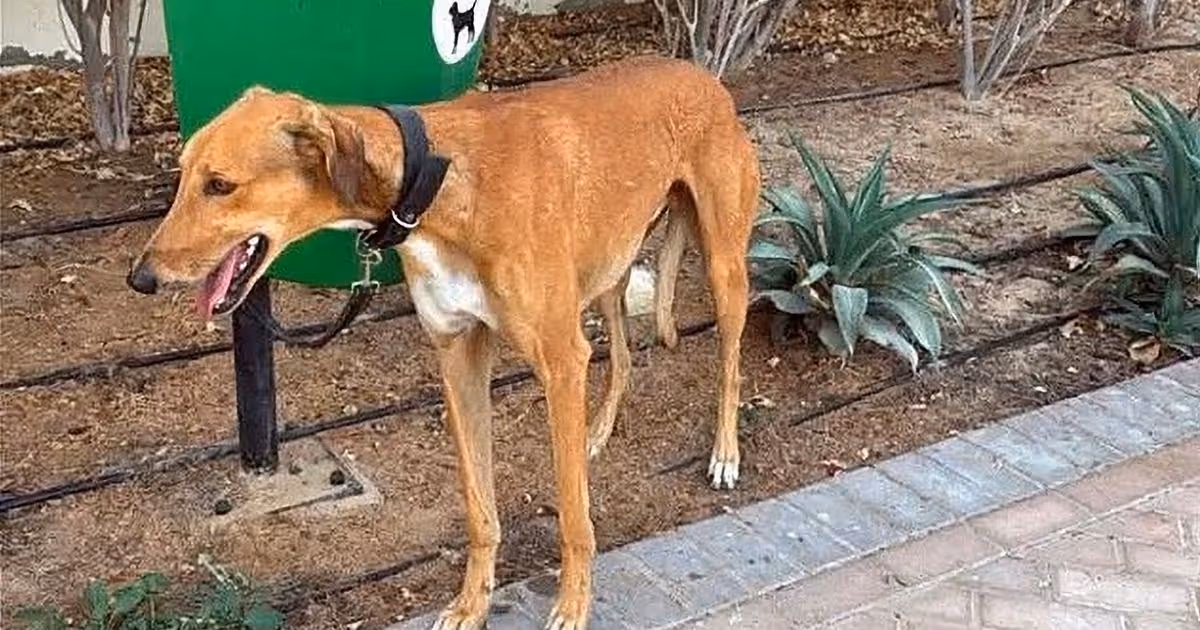 British tourists fleeing Dubai ABANDON pets on streets in desperate rush to leave
