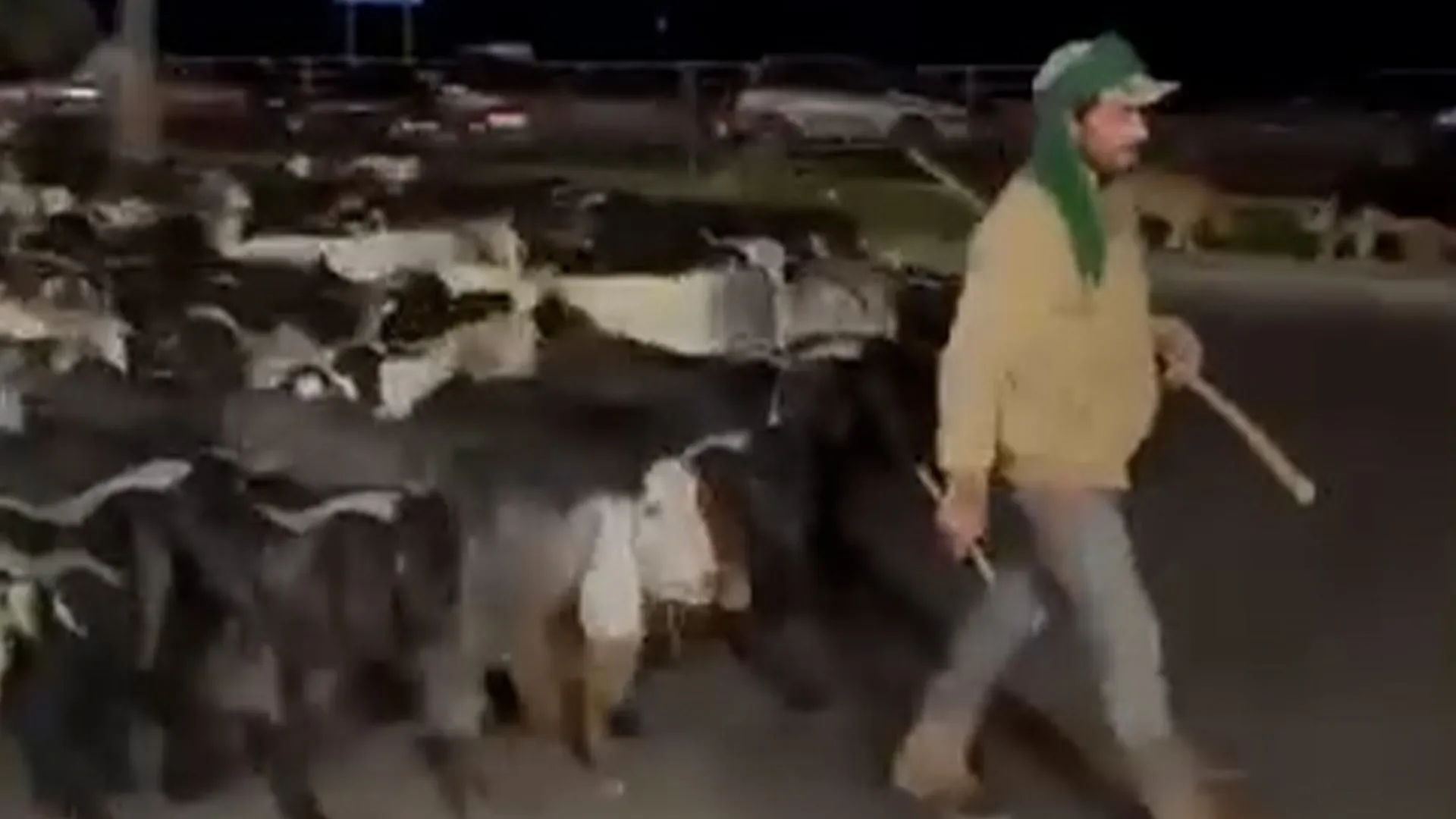 People are tracking this shepherd fleeing Israeli strikes in Lebanon | Israel attacks Lebanon